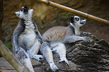 lêmures, animais, mamíferos, mundo animal, pele, olhos, deitado, dentes, jardim zoológico, Primata Aboreal, natureza