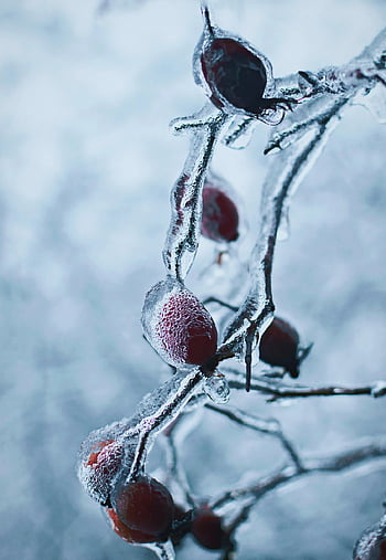 rose Hip, frost, winter, season, macro