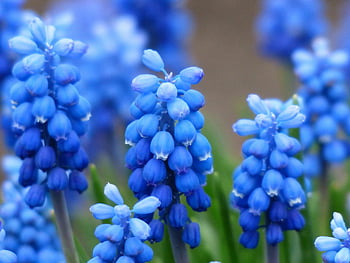 Giacinto di uva blu, fiori blu vibranti, colpo del primo piano, Blossom delicato, fiore blu petalo, fiore bianco petalo, Giacinto d'uva, fiori blu, fotografia floreale, fiori di primavera, fiori da giardino
