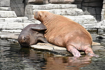 hagenbeck،  هامبورغ،  حديقة حيوان،  للعب،  الحيوانات البرية،  الفظ،  كبير