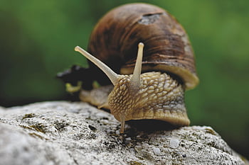 snail, shell, mollusc, sensor, mucus, to Crawl, slow, casing, animal, nature