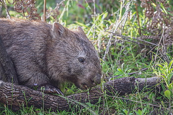 common Wombat, wombat, animal, marsupial, vombatus Ursinus, bare-nosed Wombat, mammal, herbivore, wildlife, nature, wild