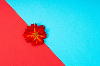 flower, minimalist, mac Wallpaper, background, nature, sulfur Cosmos, flower Wallpaper, wallpaper Hd, windows Wallpaper, Wallpaper 1920x1080, floral Background