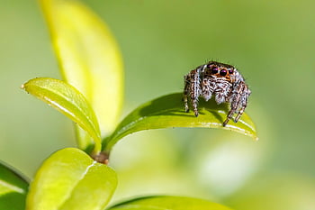 pavouk, zebra pavouk, skákání pavouk, hmyz, členovců, Arachnologie, Chyba, zvíře, Příroda, fauna, volně žijících živočichů