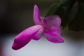 Crăciunul cactus, floare, fundal de floare, plantă, flori frumoase, Schlumbergera, floare roz, petale, a inflori, cactus, suculent
