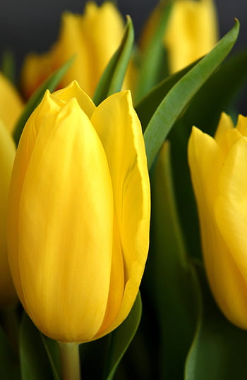 tulipány, květ, tapety telefonu, rostlina, okvětní lístky, Příroda, zblízka, jaro, řezané květiny, flóra, tulipán tapety