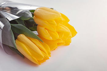 yellow tulips, bouquet, close-up, bright, beautiful, transparent paper, floral arrangement, tulip flowers, yellow flowers, wrapped bouquet, spring flowers