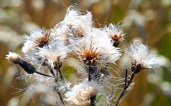 tidsel, falmede, natur, flora, stikkende, tør, acker thistle, vilde blomster