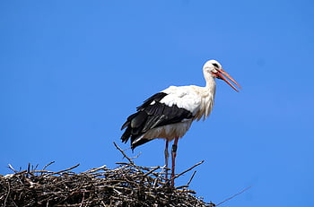 こうのとり、 鳥、 ガラガラコウノトリ、 羽毛、 コウノトリ、 ネスト、 野生動物