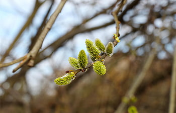 Zweig, Base, Frühling