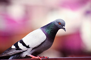Grau- und Weißtaube, Felsentaube, lebendiges Gefieder, bunter Hintergrund, Nahansicht, Vogelfotografie, städtische Tierwelt, Taubenporträt, Naturfotografie, Tierfotografie, Detaillierte Aufnahme