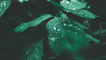 green, texture, tropical, planta, naturaleza
