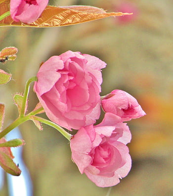 prydende kirsebær, japansk kirsebær, vår, rosa, hvit, blomstre, blomst, gren, hage, kirsebærblomst, natur