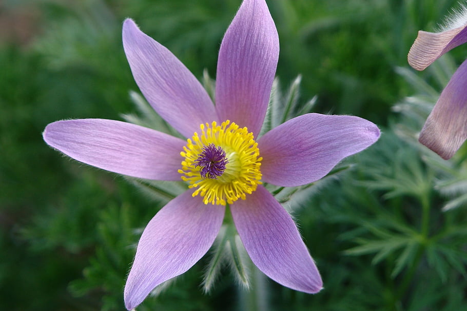 pasqueflower, flower, plant, nature, purple Flower, petals, bloom, blossom, flora