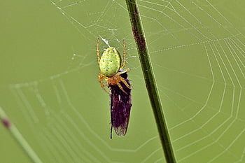 spider, insect, orb Web, cobweb, prey, animals, nature