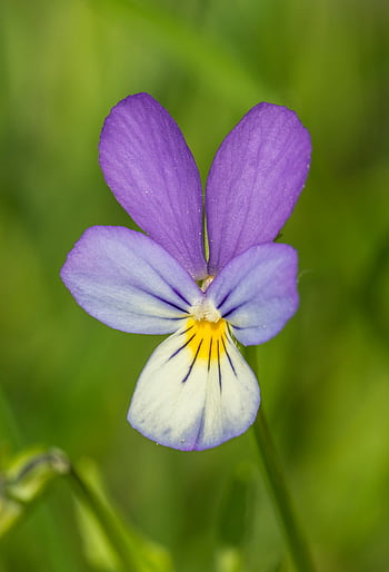 purple pansy, pansy flower, purple and white pansy, delicate petals, vibrant colors, green background, detailed photograph, blooming pansy, floral photography, nature photography, spring flowers