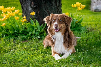 australský pastýř, Pes, Příroda, domácí zvíře, zvíře, zahradní tulipány, domácí, savec, zahrada, zblízka, usa