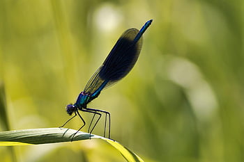 insect, dragonfly, entomology, macro, species, nature, fauna, avian, animal, beak, wildlife