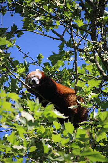 red Panda, panda, animal, mammals, nature, adorable, hairy, zoo