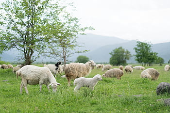 herd of sheep, green grass field, lush green pasture, grazing sheep, mountains background, peaceful grazing, sheep in field, rural landscape, pastoral scene, sheep herd, green meadow