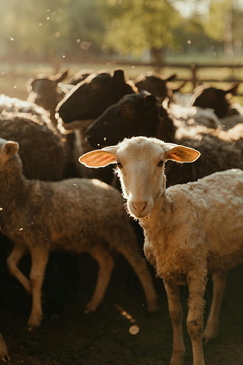herd of sheep, rural farm, pasture, sunlight, peaceful scene, sheep basking, farm animals, countryside, livestock, woolly sheep, farm life