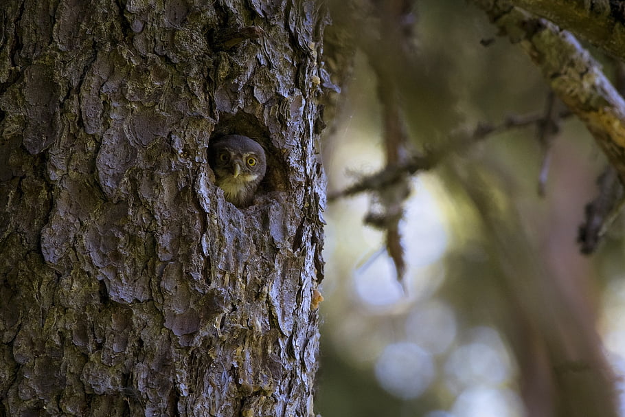 sova obecná, glaucidium passerinum, pták, volně žijících živočichů, zvíře, Příroda, sova, zobák, Pírko, venku, zvířata ve volné přírodě
