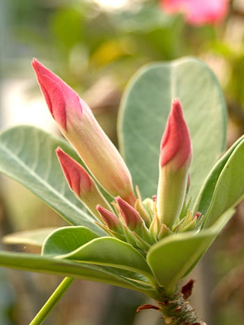 pink adenium flower buds, selective focus photography, vibrant pink flowers, soft green leaves, close-up photography, garden setting, adenium flower, pink flower buds, green foliage, floral photography, nature photography