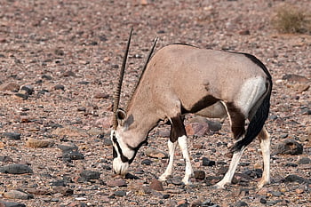 animal, nature, oryx, antelope, africa, namibia, horns, savannah, fur, graze