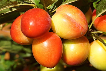 fruit, plums, mirabelle Plums, fruit Tree, garden, food, organic, healthy, nutrition, vitamins, mature