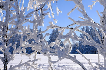 vinter, sne, byggestang, afdeling, natur, kold, vinterlige, sne landskab