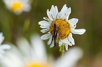 Obecný pole Grasshopper, saranče, Chyba, kobylka, krásné květiny, květinové pozadí, hmyz, Příroda, zvířat, květinové tapety, zahrada
