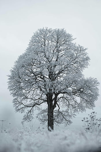 雪の木、 冷ややかな木、 冬の風景、 雪に覆われた枝、 一本の木、 冬景色、 冷ややかな枝、 冬の木、 冷ややかな冬