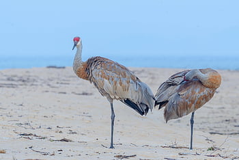 ptáků, sandhill jeřáby, jeřáb, jednu nohu, písek, preening, horního poloostrova, pláž, jezero superior, scénický, Lakefront