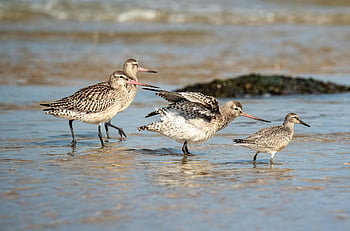 sandpiper, birds, sea, beach, coast, animal, plumage, wildlife, bird, bird Watching, water