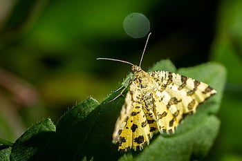 insect, entomology, pollination, butterfly, macro, wings, species, wildlife