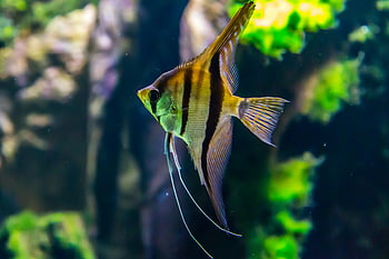 makro fotografie, žluté a černé ryby, pulzující angelfish, Svěží akvárium, podvodní scéna, mořský život, vodní fotografování, fotografování ryb, Angelfish druhy, akvarijní ryby, Podvodní prostředí