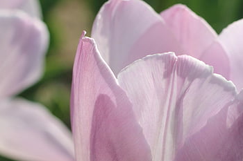 tulipány, růžové tulipány, růžové květy, květiny, krásné květiny, zahrada, květinové pozadí, květinové tapety, Příroda, jaro, zblízka