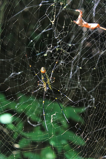spider, web, cobweb, insect, nature, spiderweb, halloween, creepy, arachnid, scary, horror