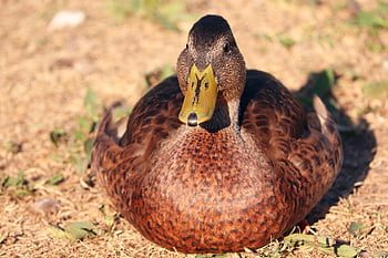 kachna, pták, divoká kachna, žena kachna, kachna divoká, anas platyrhynchos, vodní ptáci, vodní pták, zvíře, peří, Příroda