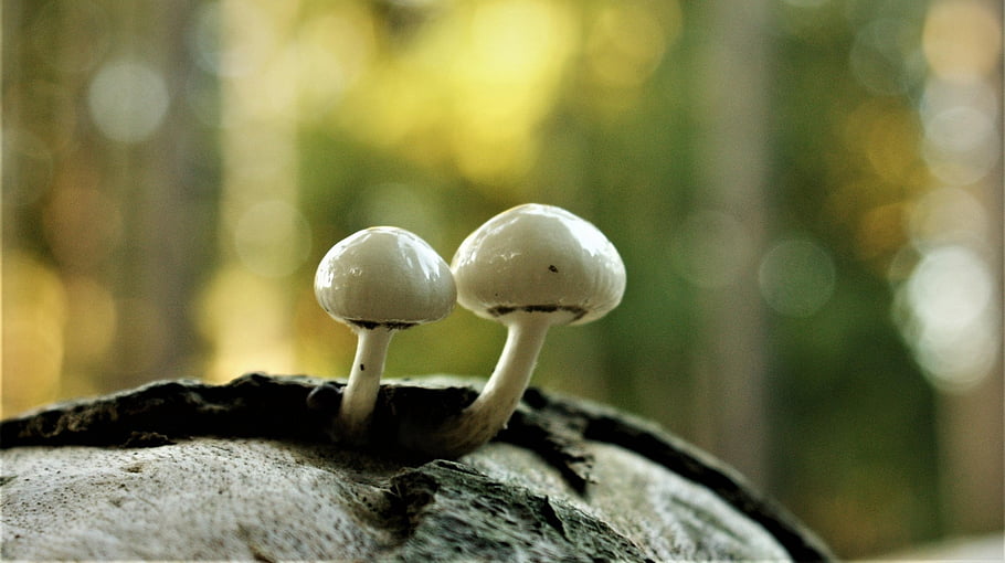 houby, bokeh, podzimní barvy, listy, vlhký, houba, lesy, fotografie přírody, krajina, mykologie, barvy