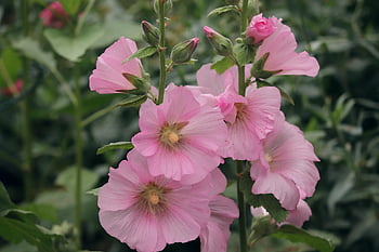 hollyhock, pink, common Peony, alcea Rosea, flower, blossom, bloom, plant, garden, garden Hollyhock, mallow Family