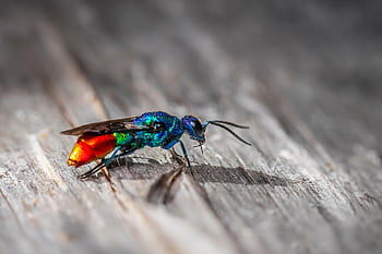 ruby-tailed Wasp, cuckoo Wasp, wasp, insect, chrysis Ignita, pest, parasite, parasitic, close Up, fauna, bug