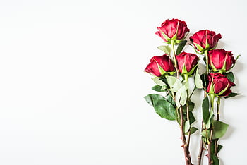 San Valentino, rosa, fiori, mazzo, preparativi, distesa piatta, tavolo, minimalista, giardino, piante, romantico