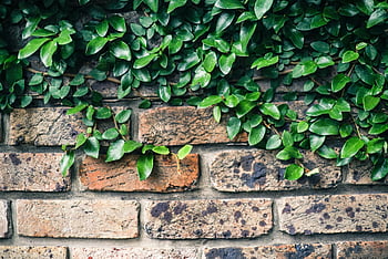 green leaf plant, wall, vibrant green ivy, aged brick wall, close-up, ivy leaves, green leaves, brick wall, plant on wall, green ivy, aged wall