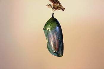 κάμπια, νύμφη, Κύκλος ζωής Monarch Butterfly, έντομο, φύση, χρυσαλλίδα, πεταλούδα, ζώο, ιδιοτροπία, ΖΩΗ, πλάσμα