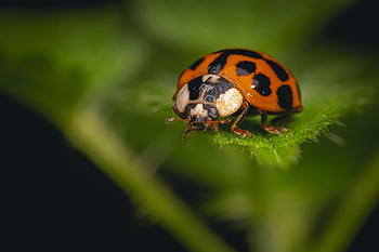 slunéčko sedmitečné, hmyz, beruška brouka, brouk, červený brouk, tečkovaný, Tečkovaný brouk, Příroda, list, fauna, zvíře