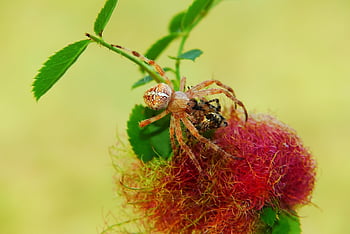 ale když oranžová, křižácká zahrada, žena jí ženu, hmyz, pavoukovci, zvířat, Příroda, mimo, bezobratlých, krásné květiny, detailní