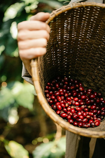 coffee berries, wicker basket, ripe coffee cherries, unrecognizable farmer, lush plantation, harvested coffee, red coffee berries, coffee harvest, coffee plantation, gardener, faceless gardener