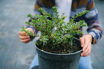 gartner, pottebusk, drivhus, beskjæringsanlegg, frodig grønn plante, hagearbeid, plantepleie, innendørs hagearbeid, hagebruk, plantevedlikehold, Potteplanter