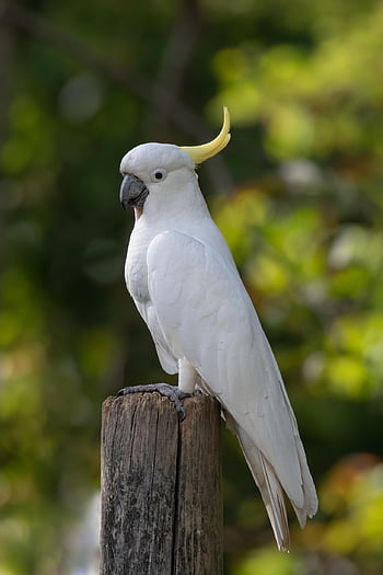 kakadu, síry-chocholatý kakadu, pták, cacatua galerita, zvíře, peří, zobák, účtovat, pozorování ptáků, ornitologie, Příroda